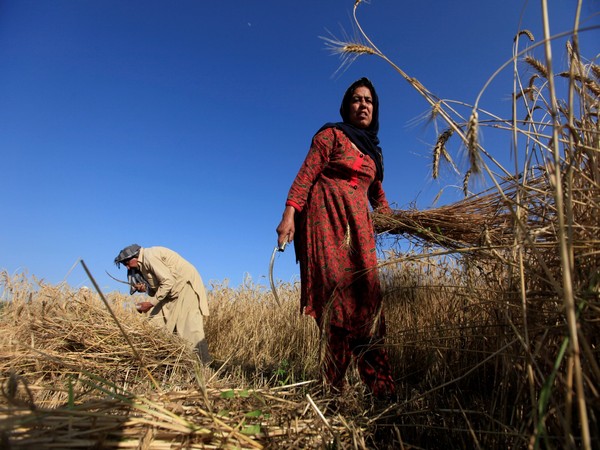 Pak wheat crop devastated: 29 dealers face legal action in Narowal fertiliser scam