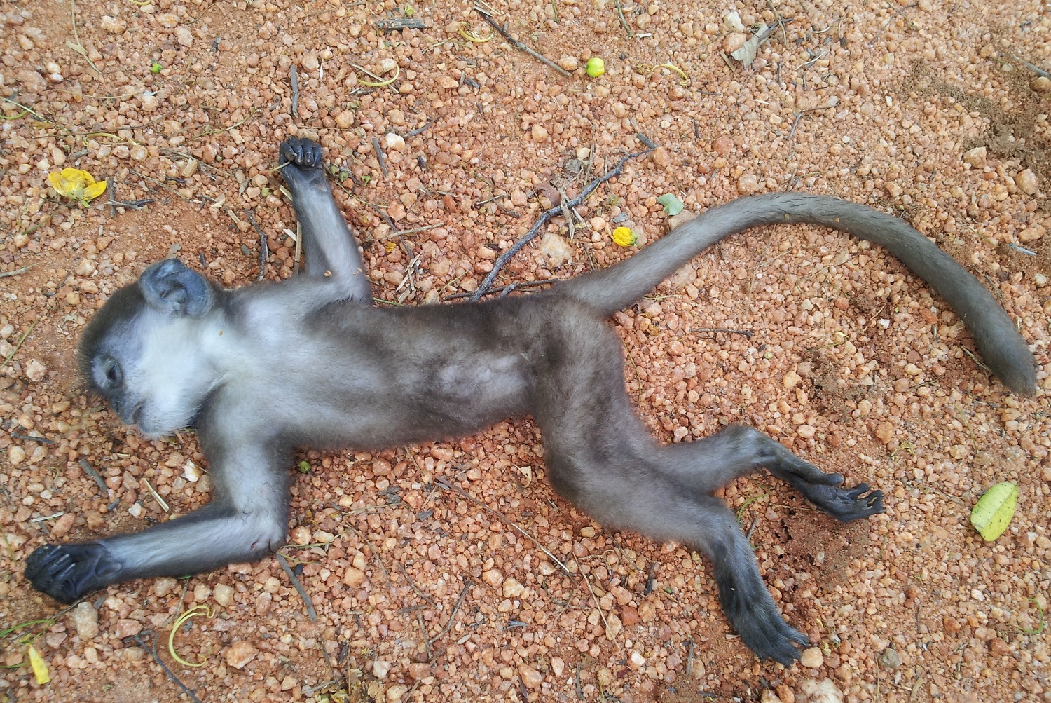 Fifteen monkeys found dead in MP forest after likely water war