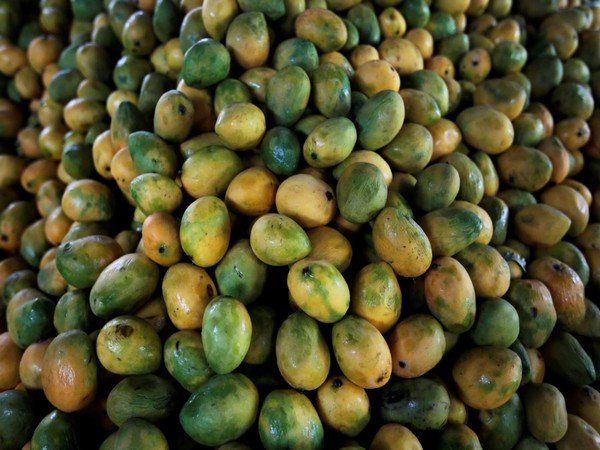 16 mango varieties exported to Bahrain: Govt