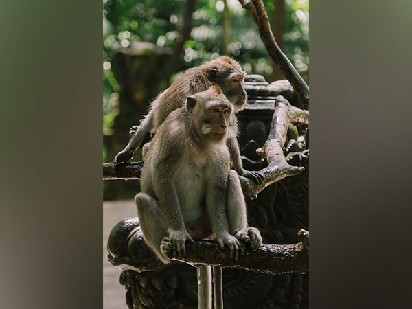Socially adept monkeys have superior impulse control: Study 