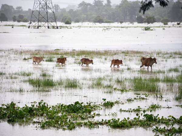 131 Wild Animals, Including Rhinos, Perish in Assam Floods