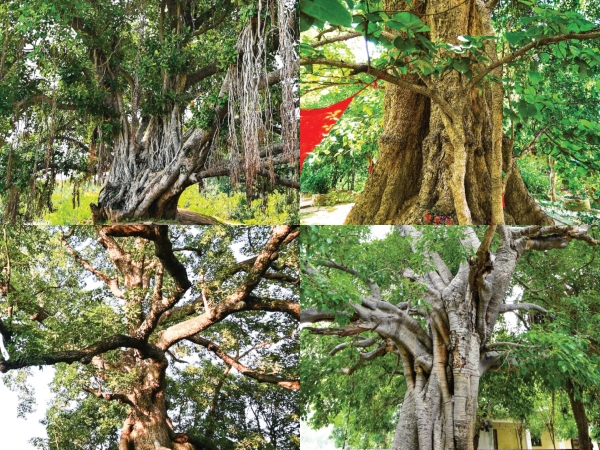 Uttar Pradesh to Preserve 948 Heritage Trees Under New Initiative