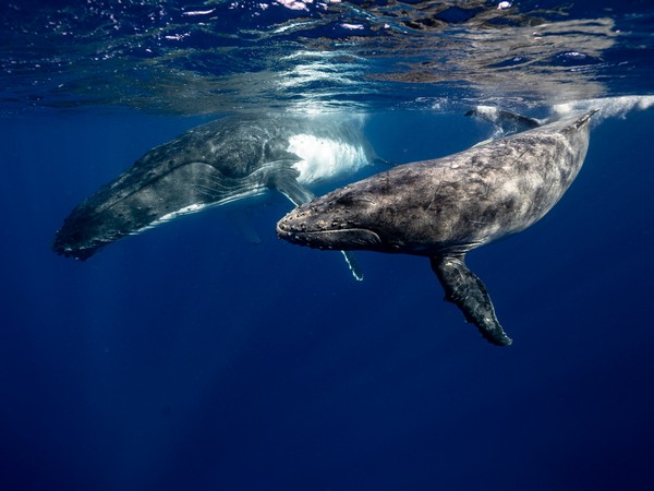 Science News Roundup: Analysis-Boeing, Northrop face obstacles in commercializing flagship US rocket; Threat to whales complicates US research into seaweed for biofuel and more 