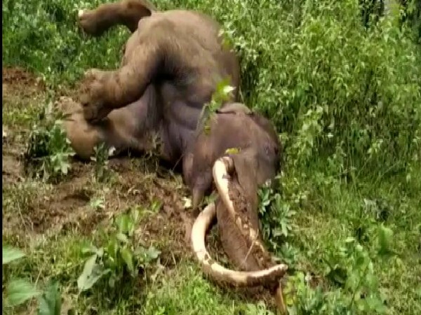 Karnataka: Male elephant 'Maniyan' dies in Wayanad