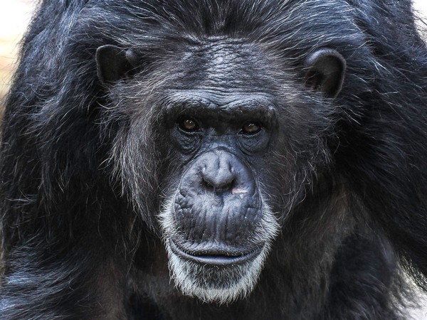 AI to help identify chimpanzee faces in the wild