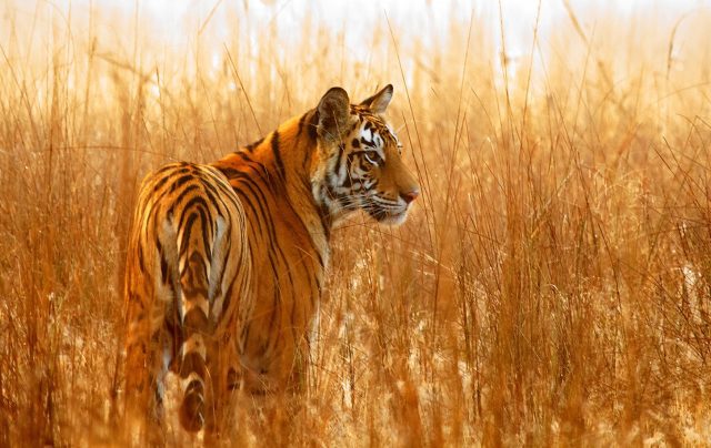 Nepal doubles Tiger population thanks to committed conservation endeavor