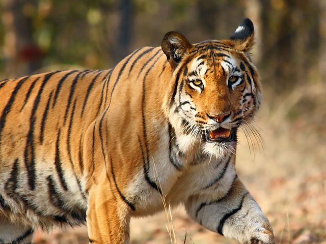 Maha govt may increase compensation to kin of tiger victims