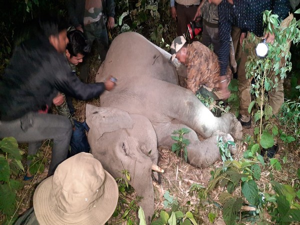 Bagdogra: Elephant calf hit by speeding car on Asian Highway 2