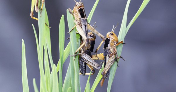 Scientists explore locusts' ability to change colors according to environment