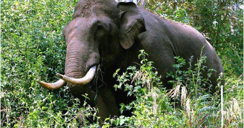 Sabarimala pilgrim trampled to death by elephant