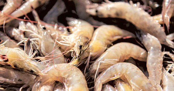 Indian shrimp export volume expect slow during calender year