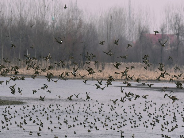No avian death reported from Kashmir's prominent Hokersar wetland, but officials maintain vigil