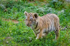 BMC christens penguin chick, tiger cub at Byculla Zoo