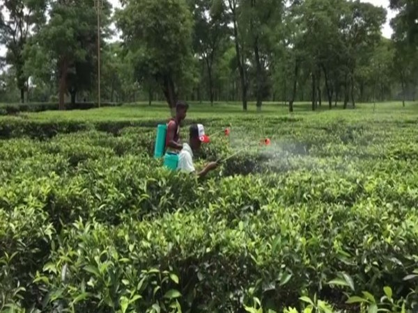 Crippled by coal crisis, Tripura adopts gas-based tea processing