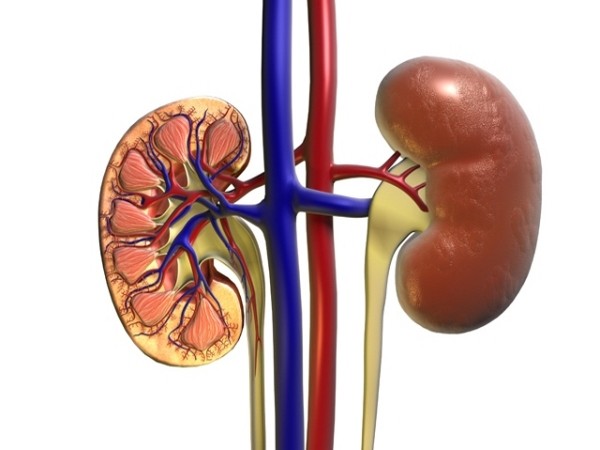 Researchers find new method to evaluate donor kidney quality