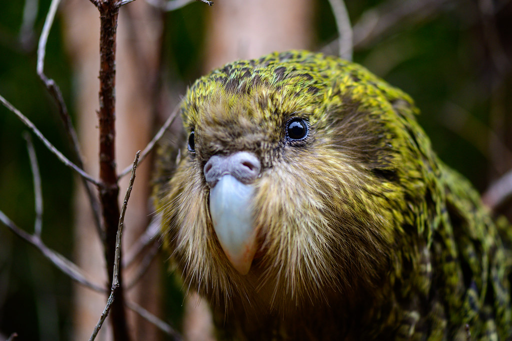 Can customary harvesting of NZ’s native species be sustainable? Archaeology and palaeo-ecology provide some answers