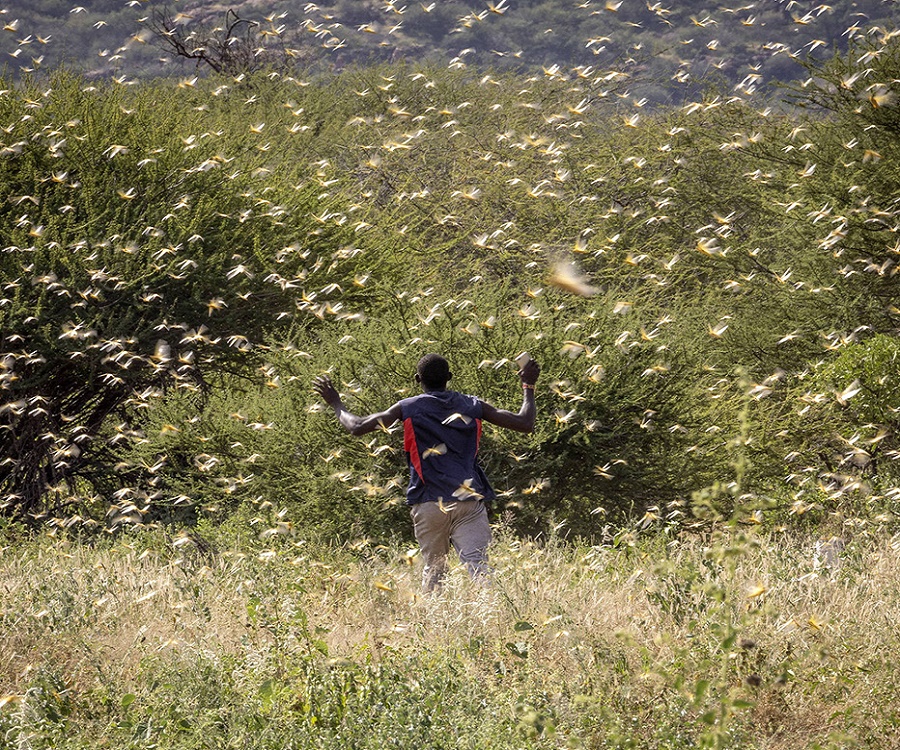 Locusts: An unprecedented threat to food security & livelihood in Africa