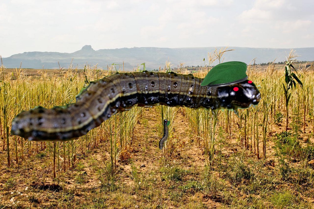 African farmers hapless as Armyworm marches through maize crops from Mozambique to Mali