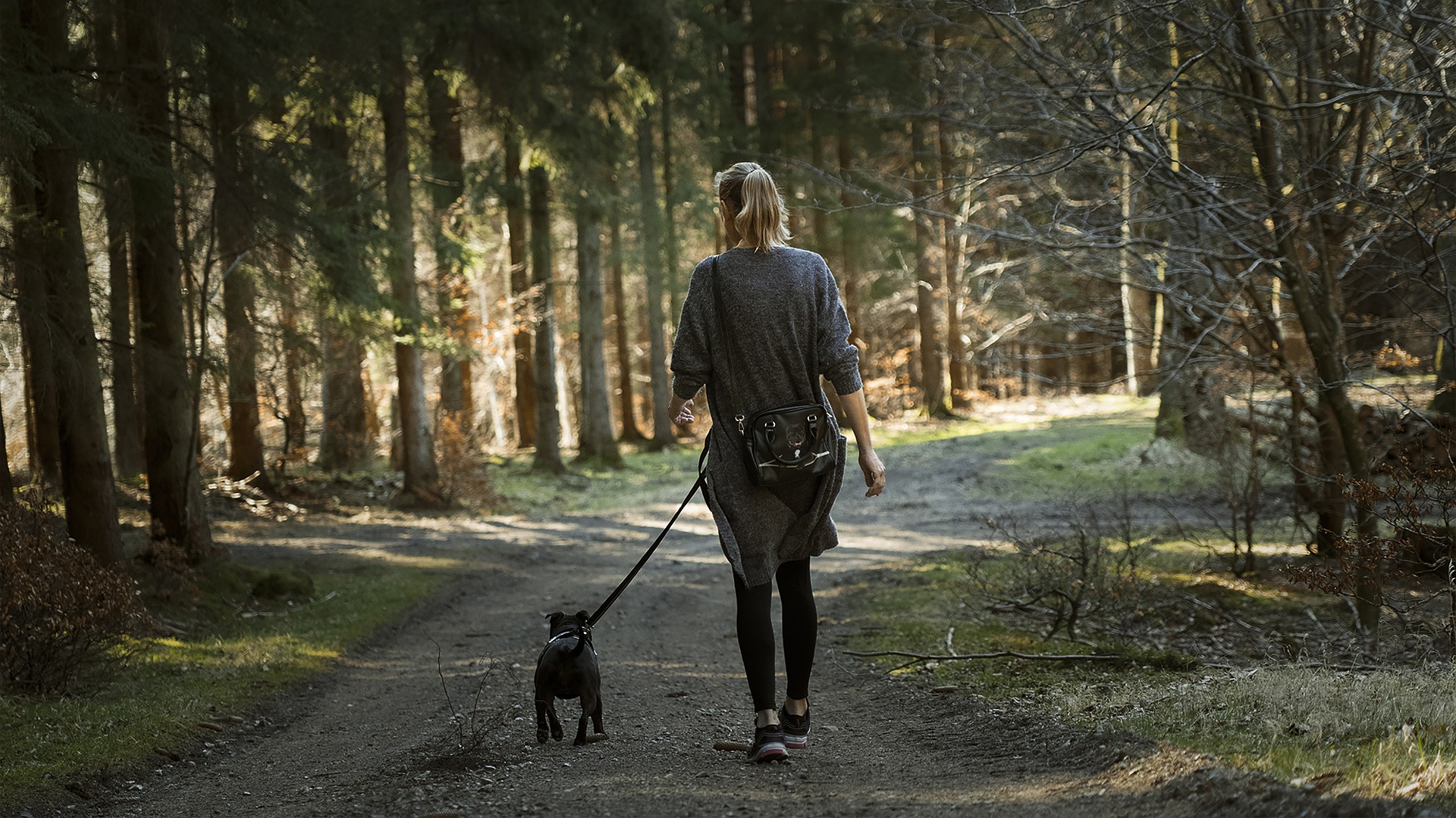 Giving Your Adult Dog a Walk Training to Make Your Life Simpler