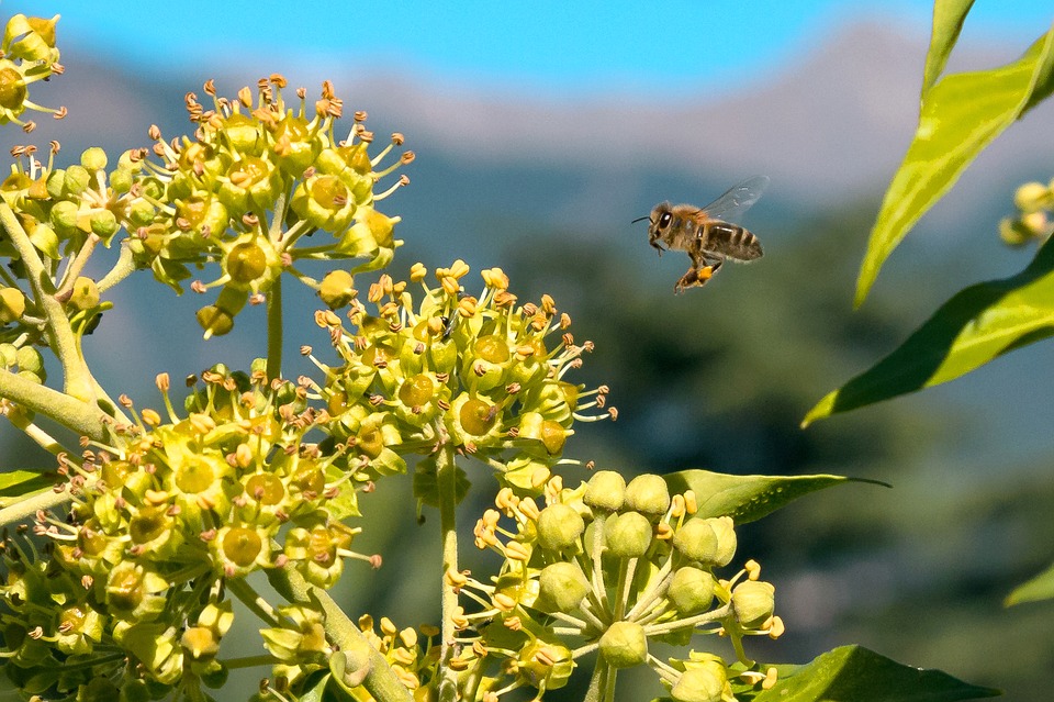 Chandigarh gets its pollen calendar that will help identify allergy triggers
