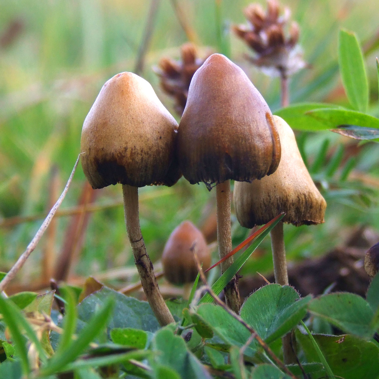 Denver passes ordinance to use 'magic mushrooms' at low priority 
