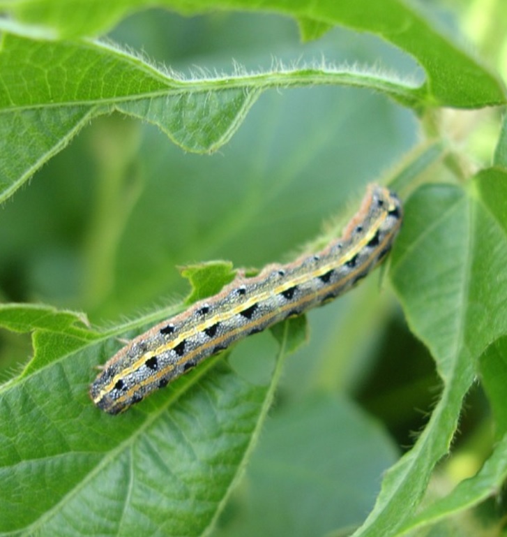 Crop invaders: China's small farmers struggle to defeat armyworm