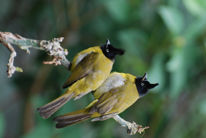 Black-crested Bulbul sighted in Dudhwa as experts conduct bird count