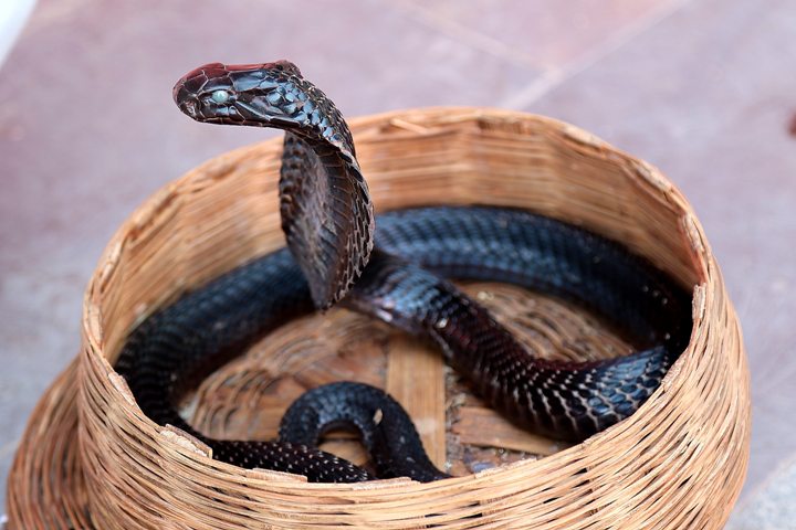 More than 35 baby cobra snakes rescued in Bengaluru