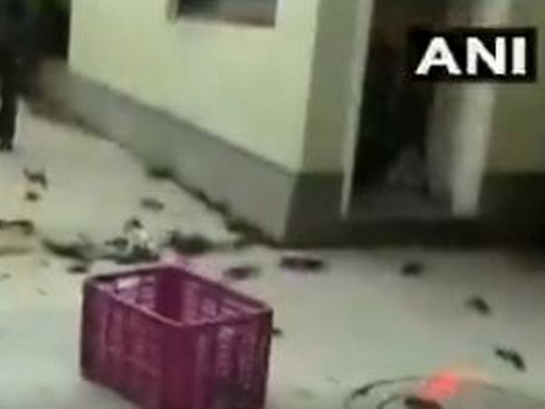 Tiware dam breach: NCP workers throw crabs outside Maha minister's residence