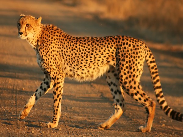Have to be realistic about losses; not easy to bring back animal from extinction: Cheetah expert
