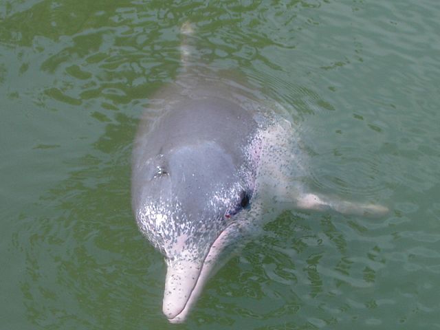 Drive to protect Gangetic dolphins in Bengal