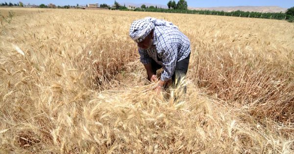 Wheat sowing starts picking up as acreage rises by 20 per cent to 15.19 lakh hectares