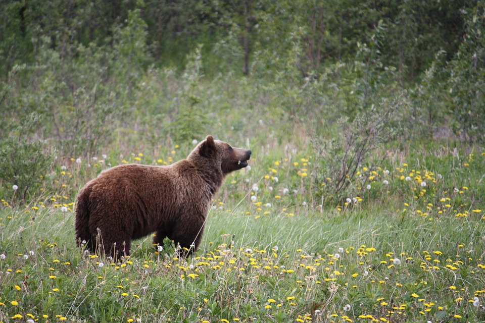 Alaska's Fat Bear contest crowns Holly `Queen of Corpulence'