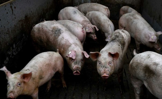 Over 100 pigs die due to suspected African swine fever, alert sounded |  Health