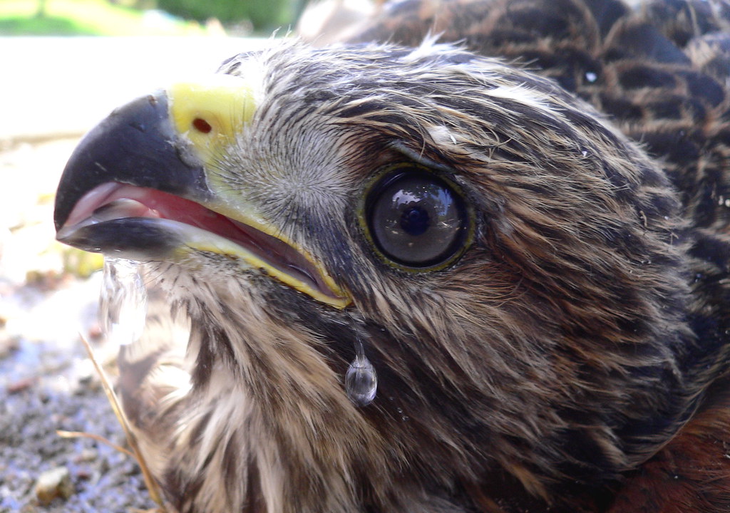 The science of why hawks are one of nature’s deadliest hunters