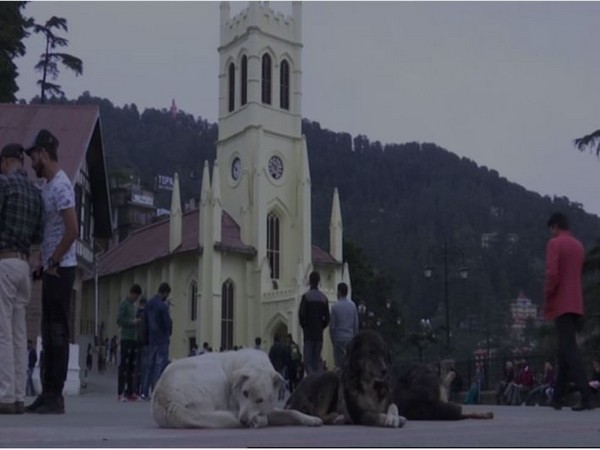 Shimla Municipal Corporation offers 50 per cent discounts on garbage bill to households on adopting stray dogs