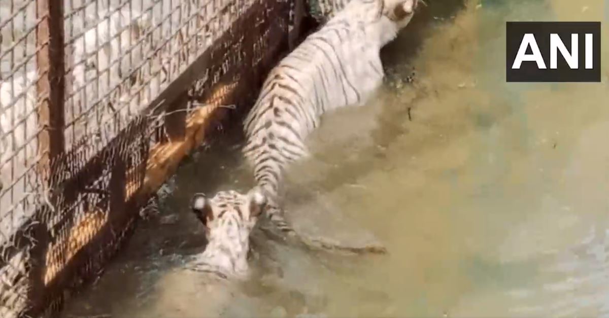 White Tigress In Delhi Zoo Gives Birth To Three Cubs