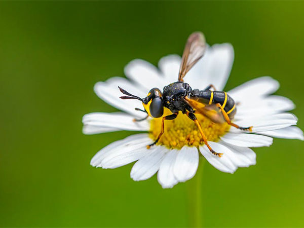 Research: Fertilisers affect how bees see flowers