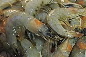Spanish-Senegalese trawlers accused of plundering valuable Liberian shrimps