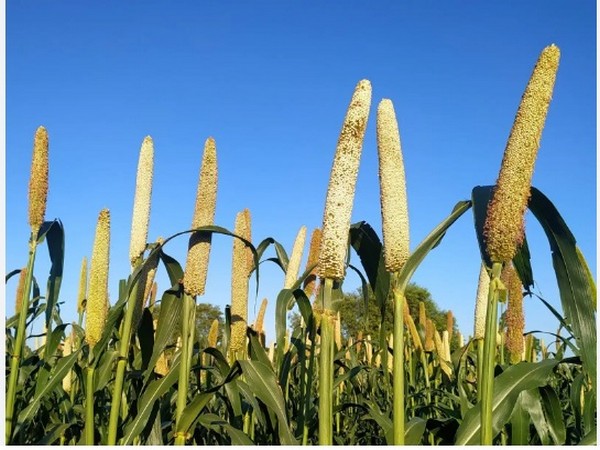 India Boosts Millets with Production Linked Incentive Scheme