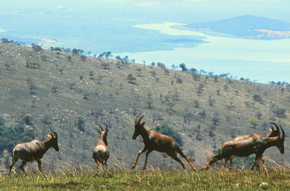 Rwanda’s Akagera National Park bags $2 million revenues in 2018