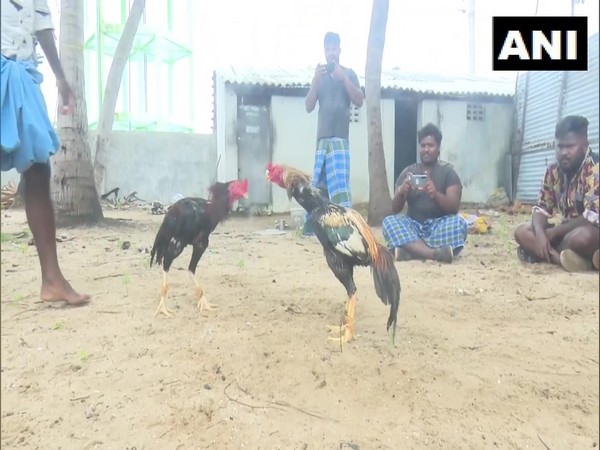 Rameswaram residents look forward to rooster fights during Pongal