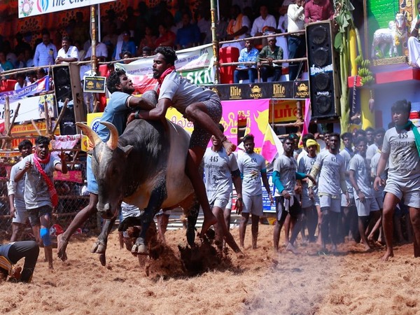 Tamil Nadu allows Jallikattu this year with restrictions