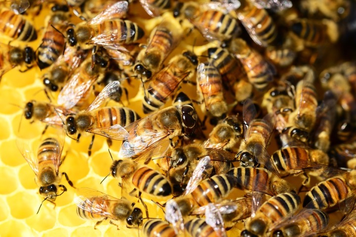Honey bees may help pinpoint exact sources of environmental pollutants: Study