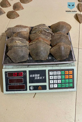 The Trafficking of Pangolin Scales Must Be Tackled as a Transnational Organised Crime Says New Report From the Wildlife Justice Commission