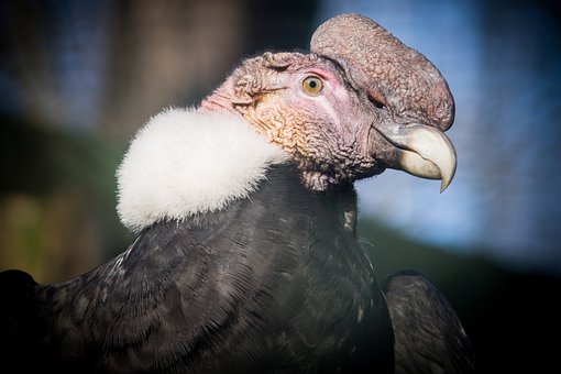 Andean condors fly back into the wild after years-long rehabilitation in Chile