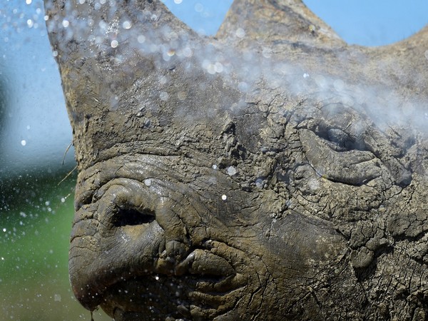 Demand for traditional Chinese medicine in Africa sparks fears for endangered species