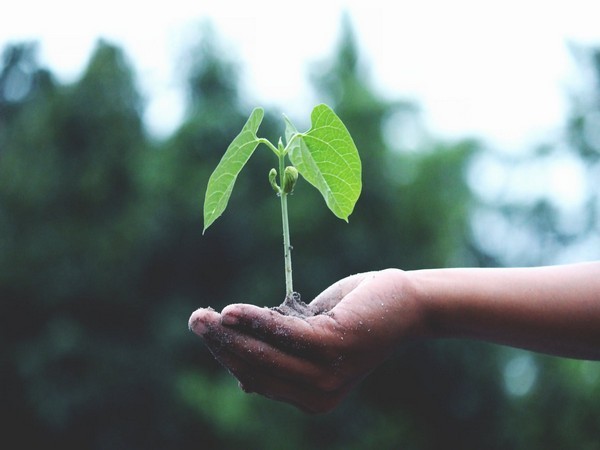 Here's how plants protect themselves from sun damage