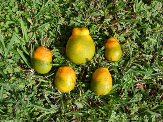 Surveillance Programme to Combat African Citrus Greening Disease in E Cape