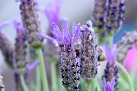 Farmers from J&K and north-eastern states get 4 lakhs lavender plants, training of its cultivation